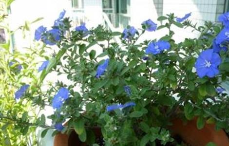 蓝星花的养殖方法和注意事项 暴晒的阳台适合养什么花