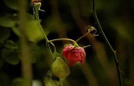 玫瑰花 叶子干枯 什么原因