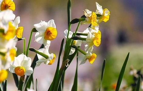 水仙花开败了怎么办 水仙花开败了怎么办