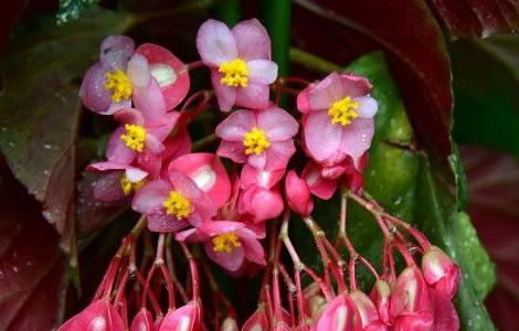 竹节海棠怎样栽培和管理（竹节海棠怎样栽培和管理视频）