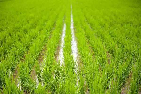 水稻秧苗怎么培育，水稻的生长过程（水稻秧苗怎么培育出来的）