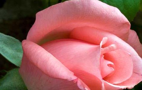不同颜色和数量的玫瑰花语 玫瑰花各个颜色花语以及数量代表什么含义