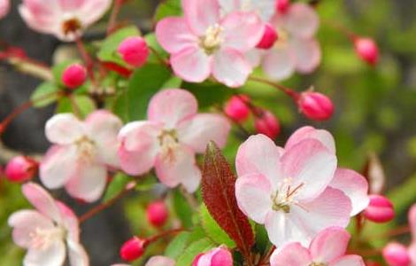 海棠花的花语是什么（栀子花的花语是什么）