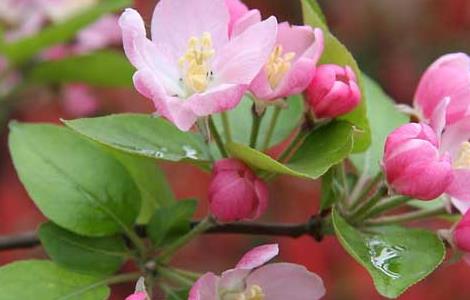 一树梨花压海棠是什么意思（一树梨花压海棠原诗）