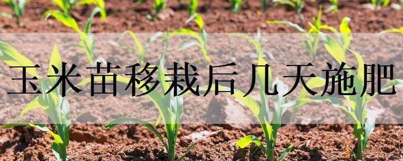 玉米苗移栽后几天施肥 移栽的玉米苗几天可施肥