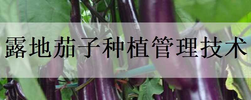 露地茄子种植管理技术（露地茄子种植管理技术培训）