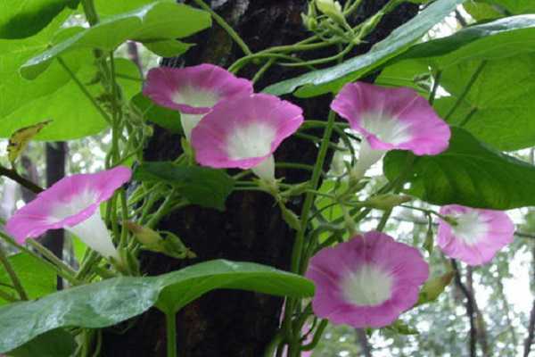 牵牛花的特点，如何养护牵牛花（牵牛花养护知识）