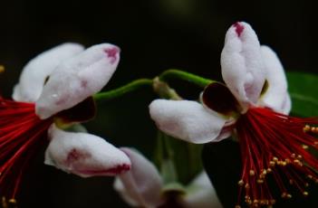 菲油果（菲油果的功效）