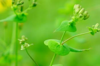 抱茎小苦荬 抱茎小苦荬花程式