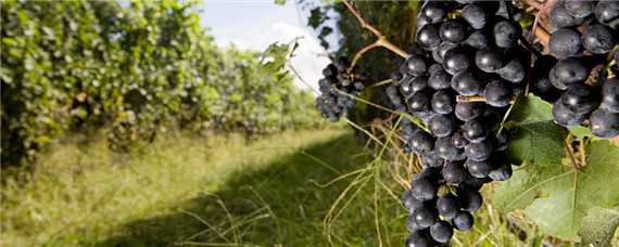 葡萄的生长环境和特点 葡萄生长的自然环境
