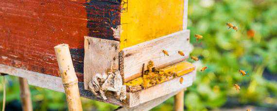 怎么分蜂如何操作 分蜂如何收蜂