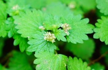 毛花点草（毛花点草怎么吃）