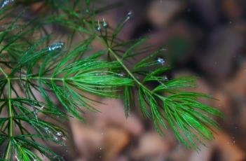 金鱼藻 金鱼藻是被子植物吗