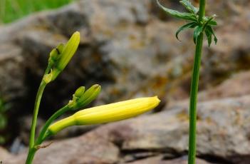 小黄花菜 鲜黄花菜有毒吗