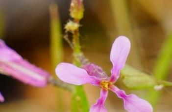 离子芥 离子芥图片