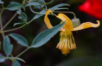 黄花铁线莲（黄花铁线莲图片与功效作用）