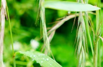 披碱草（披碱草播种量）