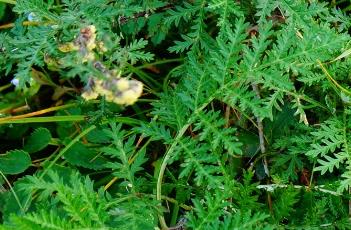 黄花蒿（黄花蒿是什么植物）