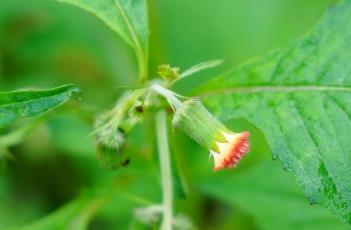 野茼蒿