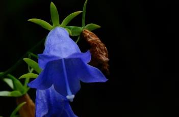 钟状花冠