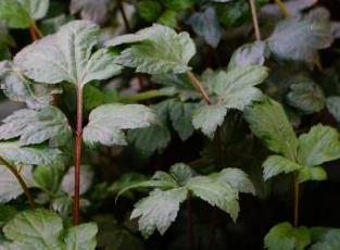 珍珠菜（珍珠菜是什么菜）