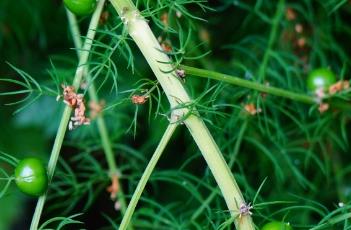 龙须菜（龙须菜要用热水焯吗）