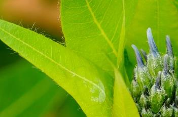 水甘草（水甘草碱）