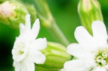 女娄菜（女娄菜是一种雌雄异株的植物）