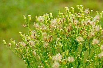 小蓬草（小蓬草的正确吃法）