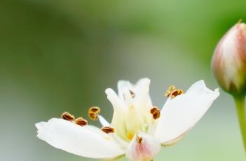 花蔺科（花蔺科用什么除草剂）