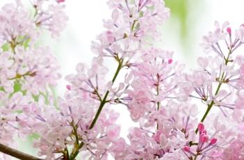 盆栽丁香花的种植方法（丁香花怎么栽）