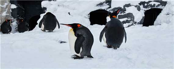 为什么帝企鹅在冬天繁殖 为什么帝企鹅在冬天繁殖而不在夏天呢