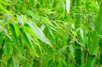 对花竹（对花竹和竹花特点）