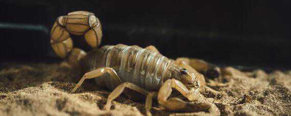 蝎子怎么养殖在家里怎么养殖蝎子（养蝎子养殖的方法）