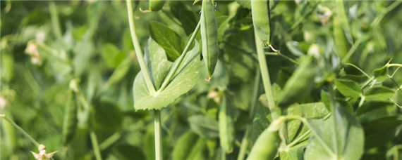 豌豆从种到成熟要多久 豌豆从种到成熟要多久才能收获
