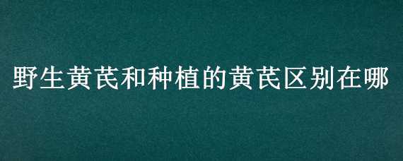 野生黄芪和种植的黄芪区别在哪（怎么区分野生黄芪与种植黄芪）