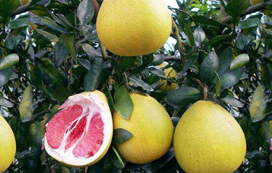 吃蜜柚的好处，吃蜜柚的功效与作用 吃蜜柚有什么功效和作用
