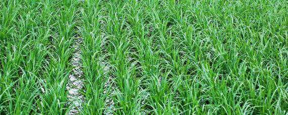 中国水稻主产区 中国水稻主产区分布在哪里