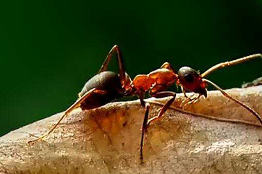 红火蚁在哪里有 哪里有红火蚁
