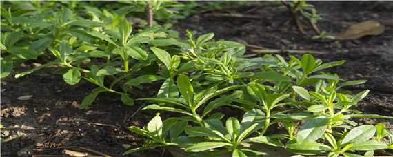锌肥过多对植物的危害 锌肥对植物的作用