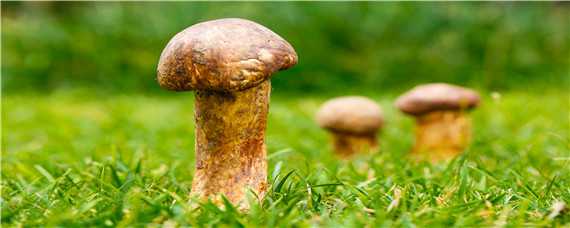 野生菌菇种类 重庆地区常见野生菌菇种类