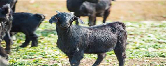 黑羊是什么品种羊 黑羊是啥品种