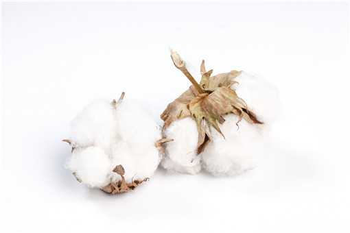 新疆棉花和普通棉花的区别是什么 新疆棉和普通棉花有什么区别