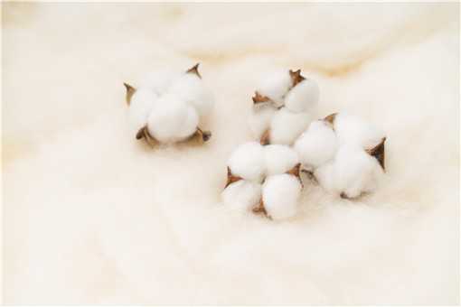 新疆棉花产量占世界百分之多少 新疆棉花产量占世界百分之多少呢