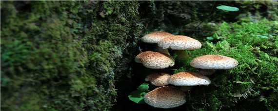 蘑菇的种植条件和适宜环境（蘑菇的种植条件和适宜环境有哪些）