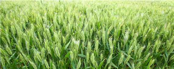 春季小麦施什么肥合适 春季小麦施什么肥合适呢