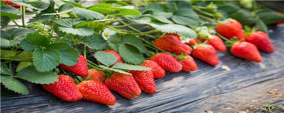 为什么种草莓要用黑色地膜 草莓用黑色地膜覆盖优势