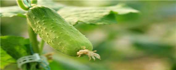 早春露地黄瓜种植技术 露地黄瓜高产栽培技术