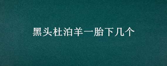 黑头杜泊羊一胎下几个 黑头杜泊头胎母羊