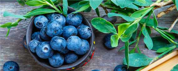蓝莓种植条件和区域 蓝莓的种植区域